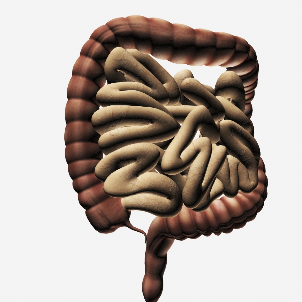 Medical illustration of the large intestine and small intestine, three