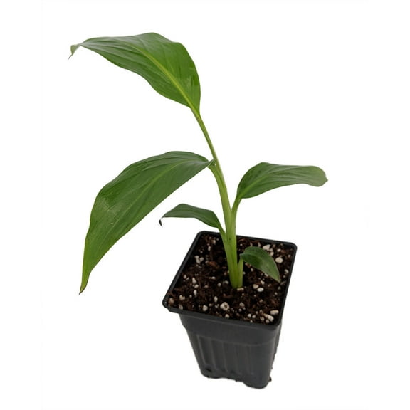 Ohio Grown Winter Hardy Basjoo Banana Plant - Musa - 2.5" POT