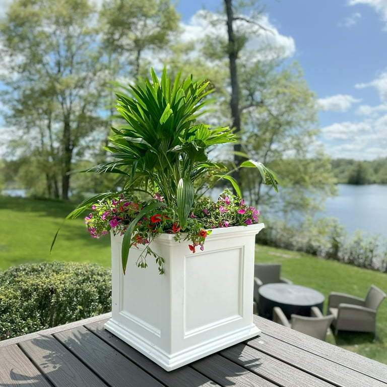 dracaena compacta janet craig Dracaena 'Janet Craig' | Indoor Plant | Tropical Plant | Potted Plant