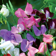 thumbnail image 4 of Ferry-Morse 1.4G Sweet Pea Early Flowering Mix Annual Flower Seeds, Full Sun, 4 of 11