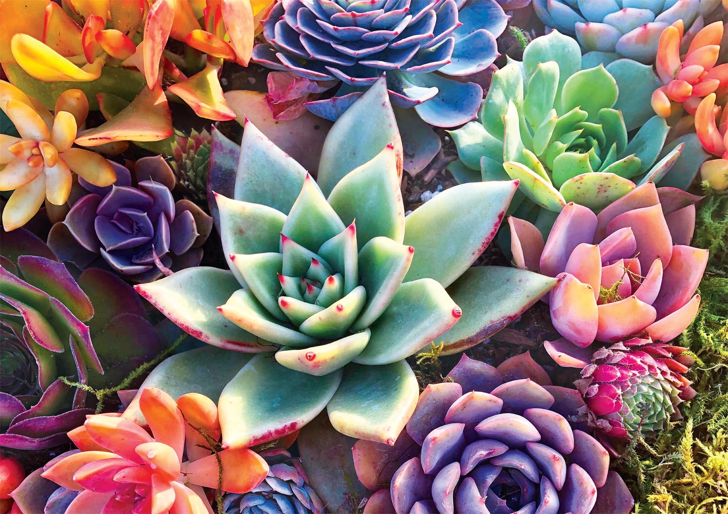 Buffalo Games 300-Large Pieces Simple Succulents Interlocking Jigsaw Puzzle