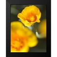 thumbnail image 2 of Nourock, Jonathan 12x14 Black Modern Framed Museum Art Print Titled - California Poppy I, 2 of 5
