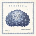 thumbnail image 2 of Babbitt, Gwendolyn 20x20 Gold Ornate Wood Framed with Double Matting Museum Art Print Titled - Sea Urchin IV, 2 of 4