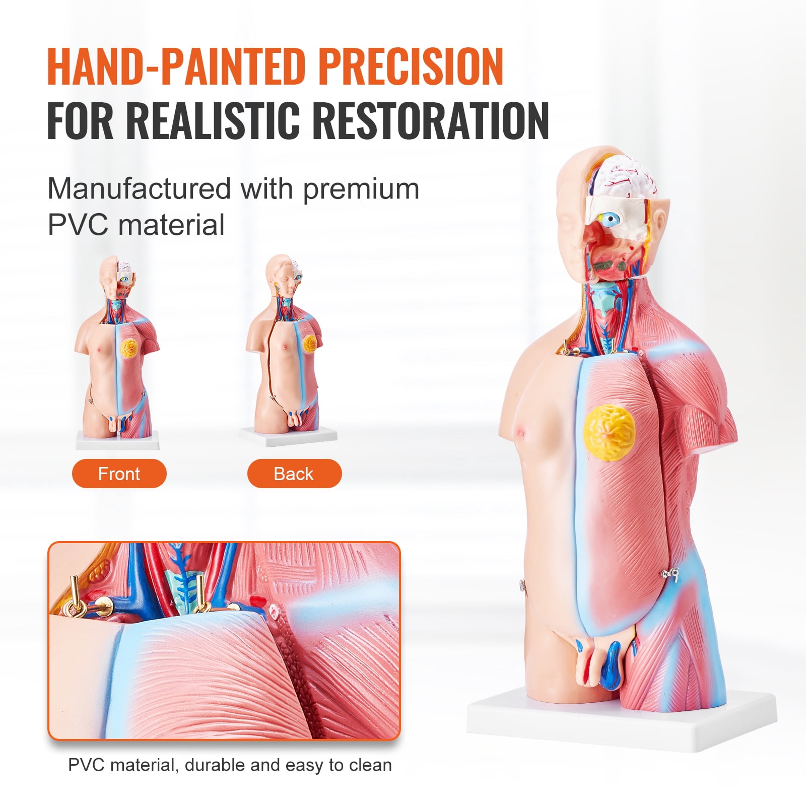 KFFKFF Anatomical Representation of Human Body, 18 inch, 23 Component Unisex Human Torso Skeleton Model with Detachable Organs, Instructional Aid for Student's Scientific Knowledge Enhancement