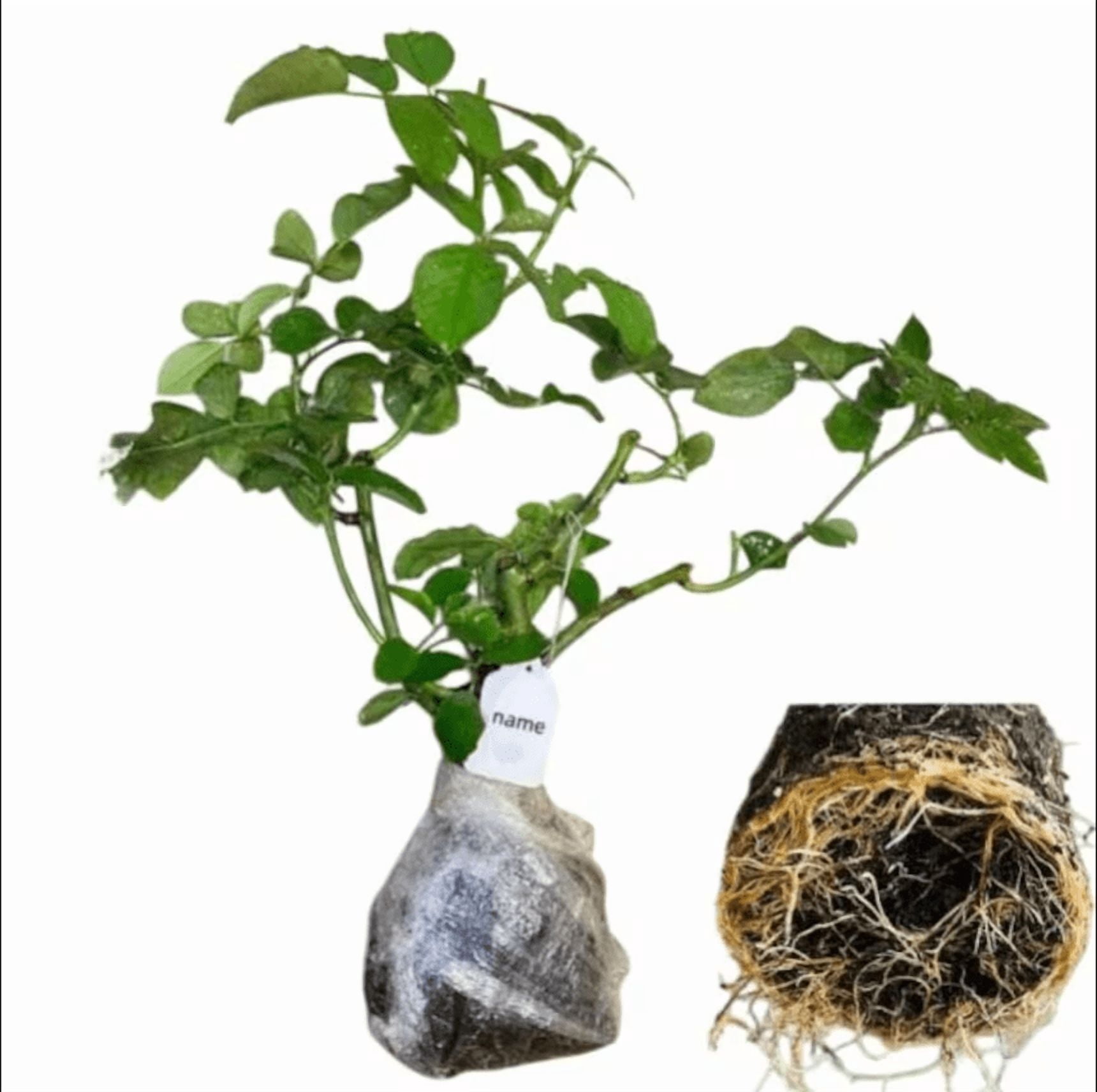 Christian Red Rose Plant Live, Fragrant Hybrid Tea Rose Flowers Well Rooted Plant for Planting Indoor Outdoor, 4 to 8 Inch Tall, Ship No Pot