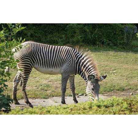 - Canvas Print Animals Zoo Zebra Seat Belts Stretched Canvas 10 x 14
