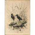 thumbnail image 3 of Frederick Stuart Church 14x18 Black Modern Framed Museum Art Print Titled - Two Birds, 3 of 5