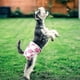 thumbnail image 1 of Paquete de 1 pañal reutilizable y lavable para perros, pantalones fisiológicos para perros de alta absorción, pañal sanitario, prevención del acoso a mascotas, pantalones fisiológicos., 1 of 1