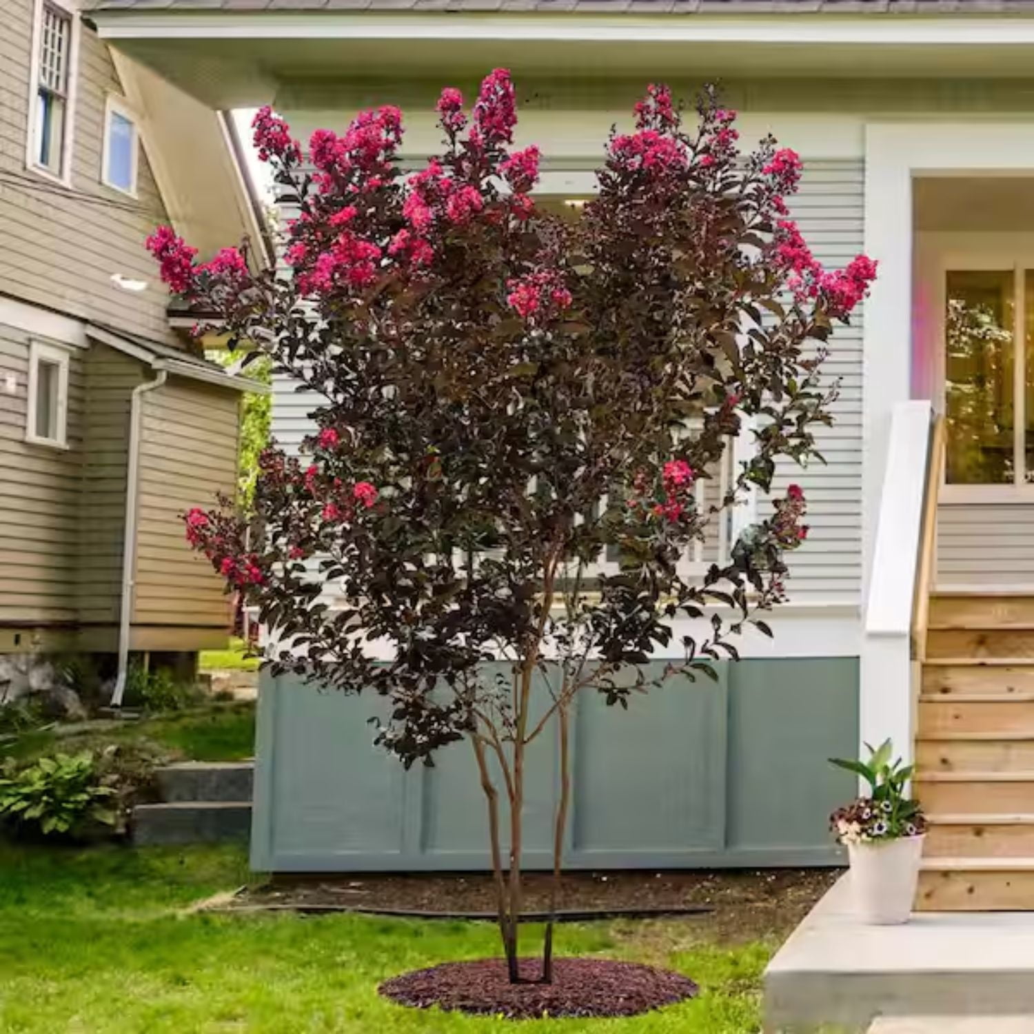 Black Diamond Blooms 3-4 ft. tall Pave Pink Crape Myrtle Live Tree in 7-Gallon Grower Pot