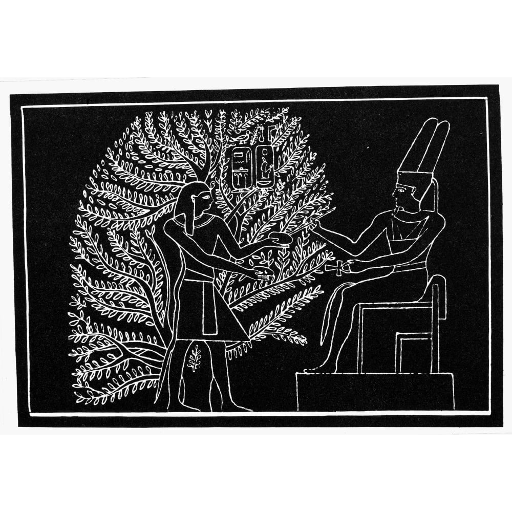 Egyptian Persea Tree Nthe Gods Writing On The Leaves Of The Persea Tree