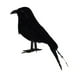 thumbnail image 4 of 2 X de negro realistas de plástico Estatua de pájaro Decoración de de Halloween, 4 of 9