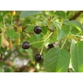 thumbnail image 6 of Arabian Cherry | Premium Seeds | Prunus mahaleb 'Fruit' | Plants'® (Premium Seeds, 20), 6 of 10