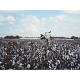 thumbnail image 2 of Reed, Michele 24x19 White Modern Wood Framed Museum Art Print Titled - Heavy Cotton Field, 2 of 4