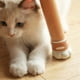 thumbnail image 5 of Stolbensskydd i kattpåtform, Stolbensskydd för att förhindra golvskador och minska ljud, 4 st/förpackning, 5 of 5