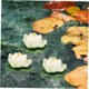 thumbnail image 5 of Decoración para el hogar 1pcs Simulación Hoja de loto Lotus Fish Decoraciones para tanque Decoración para el hogar Flores de loto simuladas Flores flotantes Hermosas flores Props Flor preservada, 5 of 5