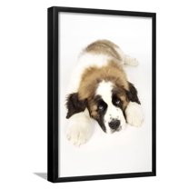 St Bernard Dog 14 Week Old Puppy, Animals Framed Art Print Wall Art Sold by ArtCom