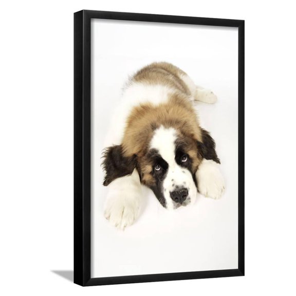 St Bernard Dog 14 Week Old Puppy, Animals Framed Art Print Wall Art Sold by ArtCom