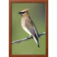 thumbnail image 2 of Cedar Waxwing, Framed Art Print Wall Art Sold by Art.Com, 2 of 5