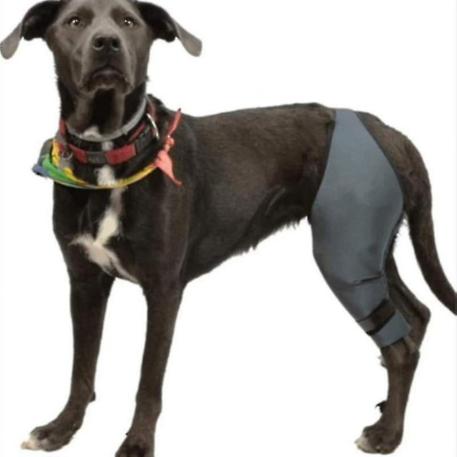 Equipo de protección para mascotas después de lesiones en las piernas funda protectora para piernas rodilleras para perros