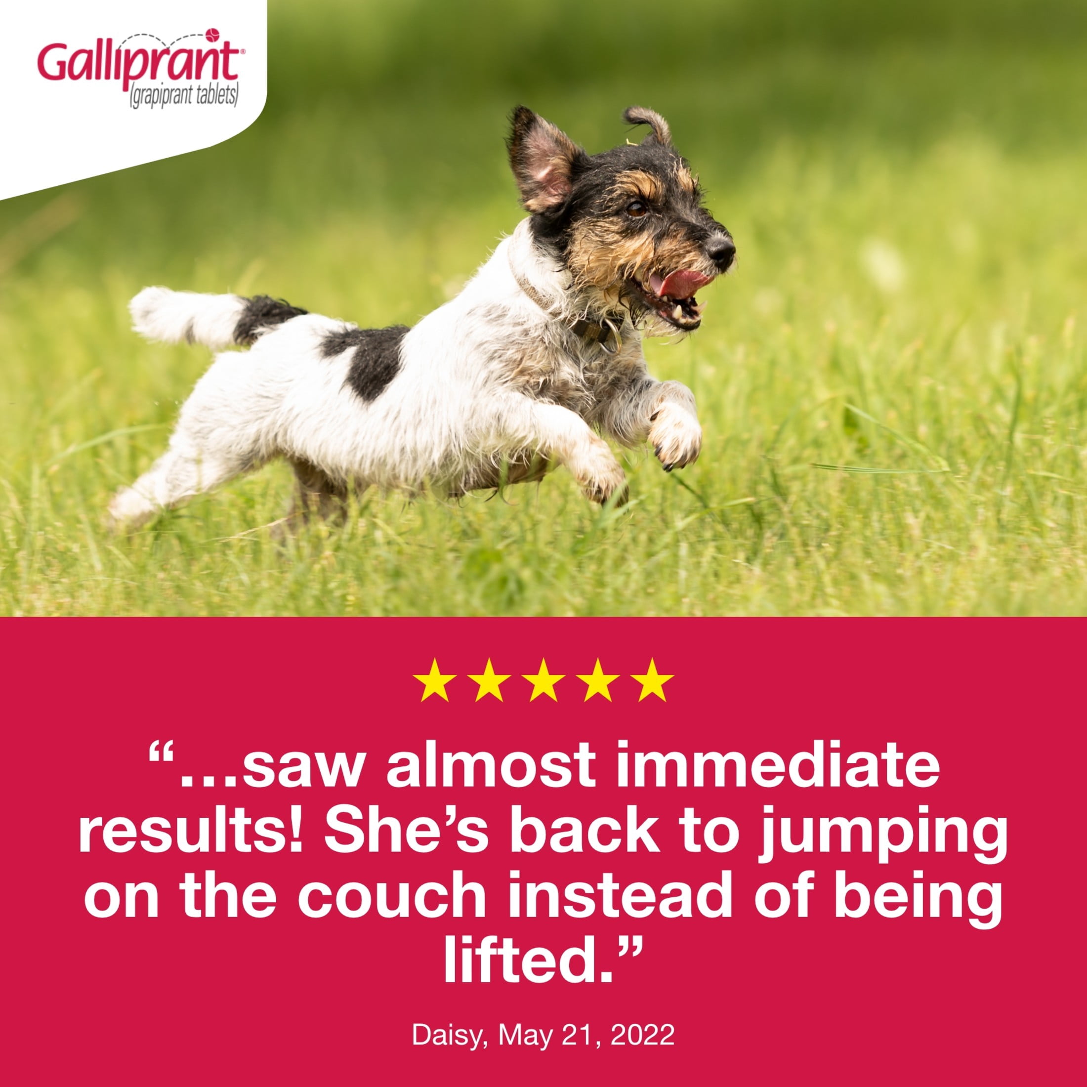 Galliprant Osteoarthritis Pain & Inflammation Control for Dogs | 20mg | 90 Flavored Tablets