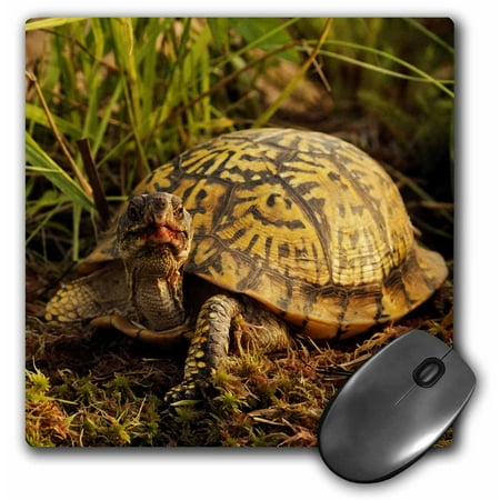 3dRose Eastern Box Turtle, Michigan - US23 AJE0005 - Adam Jones, Mouse Pad, 8 by 8 inches