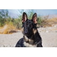 thumbnail image 2 of Muench, Zandria 32x23 Black Ornate Wood Framed with Double Matting Museum Art Print Titled - German Shepherd in the Coachella Valley-California, 2 of 4
