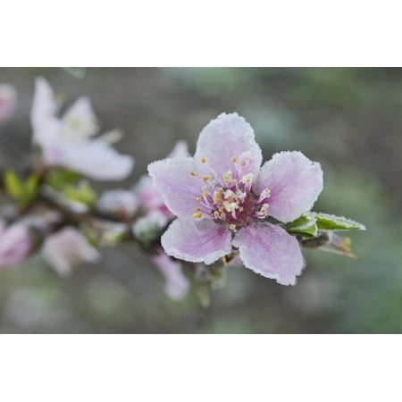 Peach tree frost covered blossom, Texas, USA Print Wall Art By Rolf