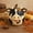 cow, variant on Farm Animal Pumpkin Figurines, Cute Funny Resin Cow Duck Sheep Pig Chicken Horse Statue, Autumn Fall Thanksgiving Halloween Table Centerpiece, Home Desktop Decor, 5-Inch