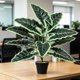 thumbnail image 5 of Árbol de dinero artificial en maceta,follaje tropical artificial,casa de plástico realista para decoración interior y exterior,vegetación para jardín,porche,alféizar de la ventana,oficina y, 5 of 6