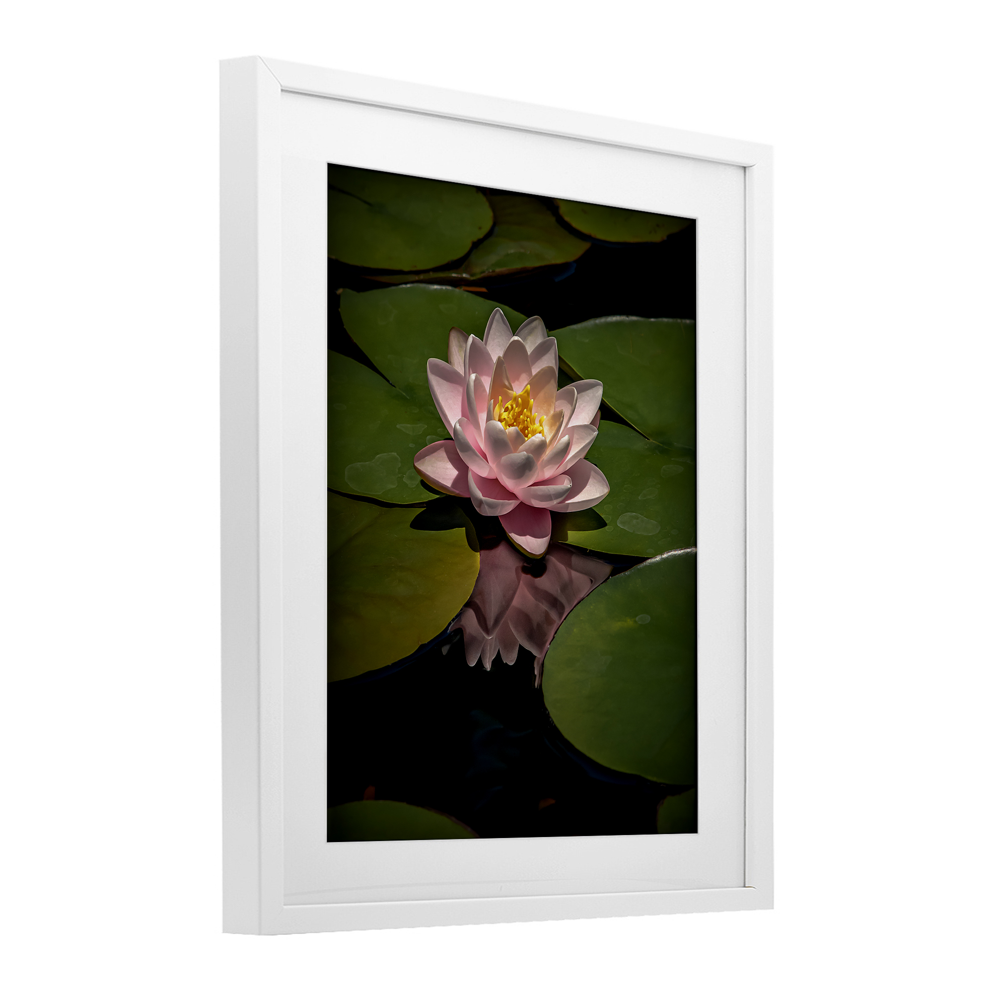 Pink Lotus Among Lily Pads White Framed Print Under Glass, design by Phillip Flowers