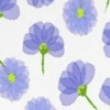 Purple Flower
