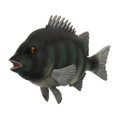 thumbnail image 4 of Figurines de Jouets Modèles d'Animaux Marins Réalistes Statiques Mer Réaliste Cadeau pour Enfants Stone Snapper, 4 of 9