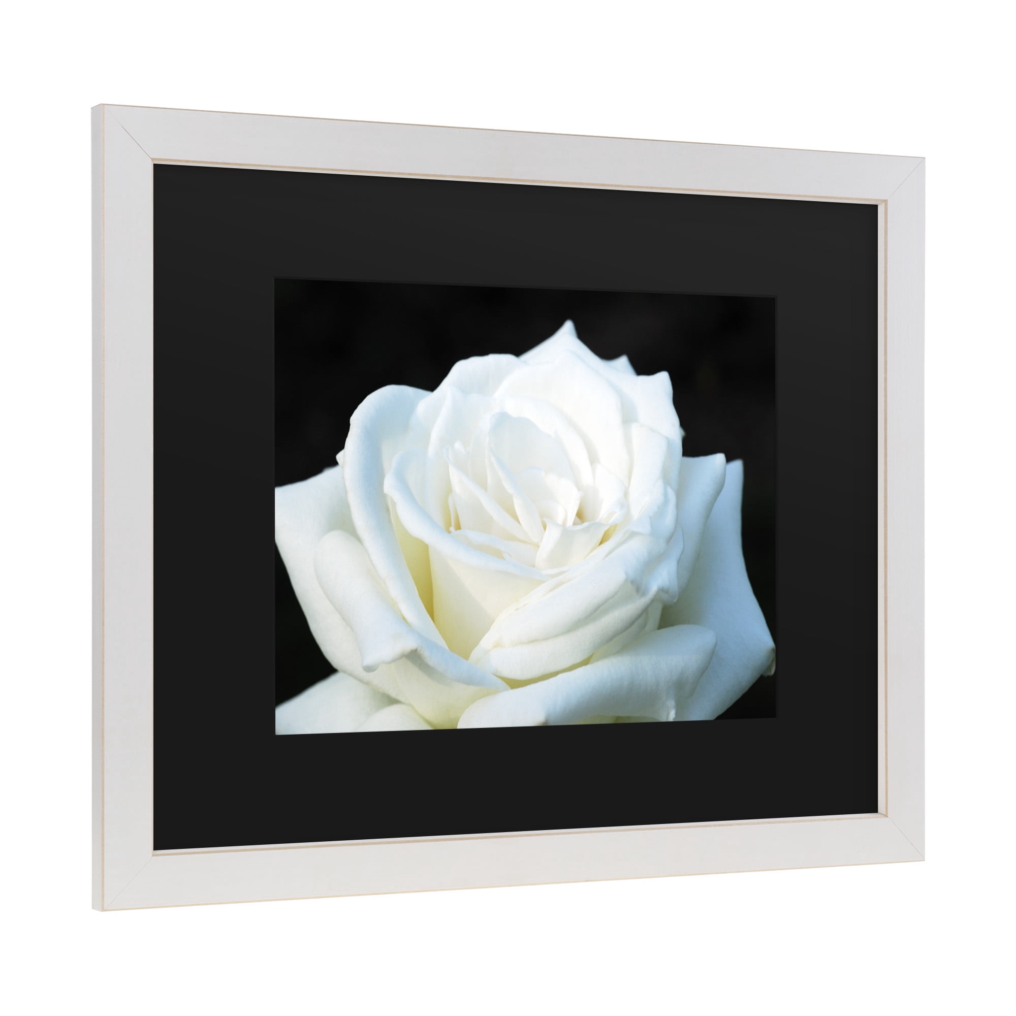 Trademark Fine Art 'White Rose II' Canvas Art by Kurt Shaffer