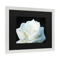 thumbnail image 2 of Trademark Fine Art 'White Rose II' Canvas Art by Kurt Shaffer, 2 of 4