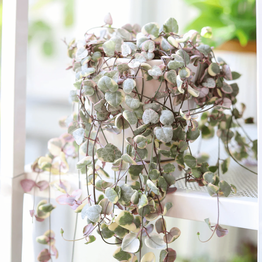 Variegated String of Hearts Plant Live, Ceropegia Woodii Vine Succulent Live Houseplant, In 2.5" Pot