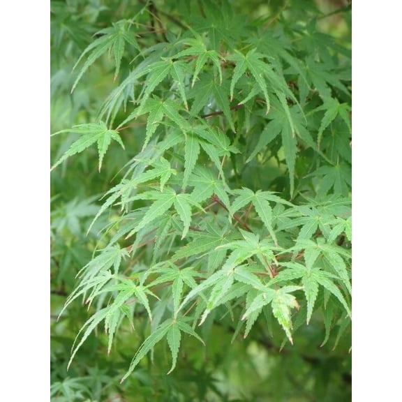Green Japanese Maple 2-3' in Height in an ABP Container