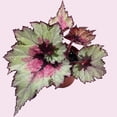 thumbnail image 4 of Harmony's Ghost Whisperer, Begonia Rex, 4 inch Painted-Leaf Winter Begonia, Variegated, 4 of 9