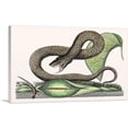 thumbnail image 1 of ARTCANVAS Vintage Illustration Of Brown Viper Canvas Art Print by Mark Catesby - Size: 26" x 18" (0.75" Deep), 1 of 9