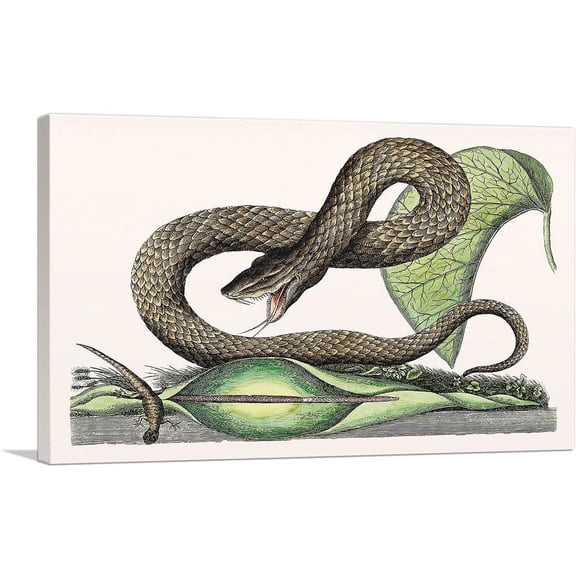 ARTCANVAS Vintage Illustration Of Brown Viper Canvas Art Print by Mark Catesby - Size: 26" x 18" (1.50" Deep)