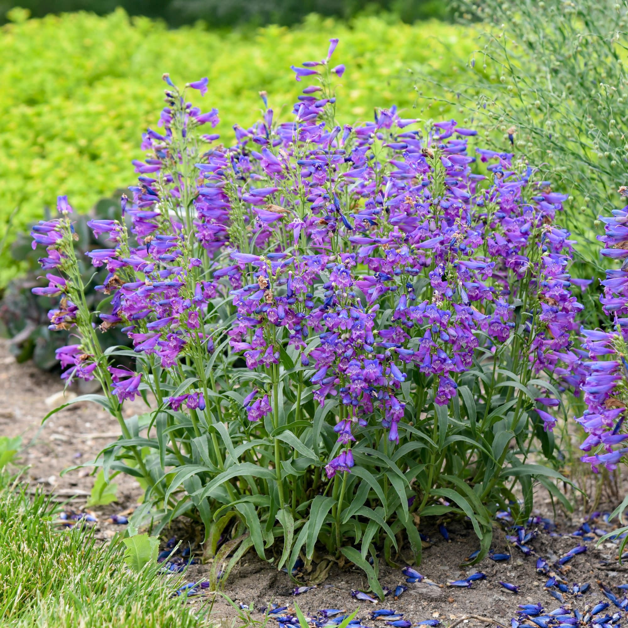 Proven Winners 6" Purple Bejeweled 'Lavender Sapphires' Bearded Penstemon Live Plant in 6.5" Pot