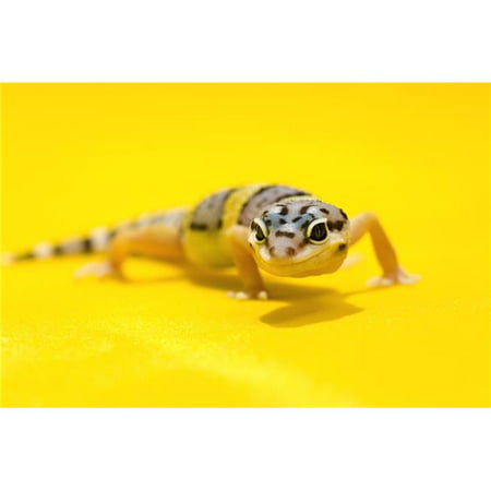 Baby Leopard Geckos On Yellow Poster Print, Large - 34 x
