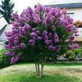 thumbnail image 3 of Crape Myrtle Catawba  1 Extra Large 3 Gallon Plant I Purple Flowering Lavender-Purple Summer Blooms, Drought-Resistant Live Tree, 3 of 8