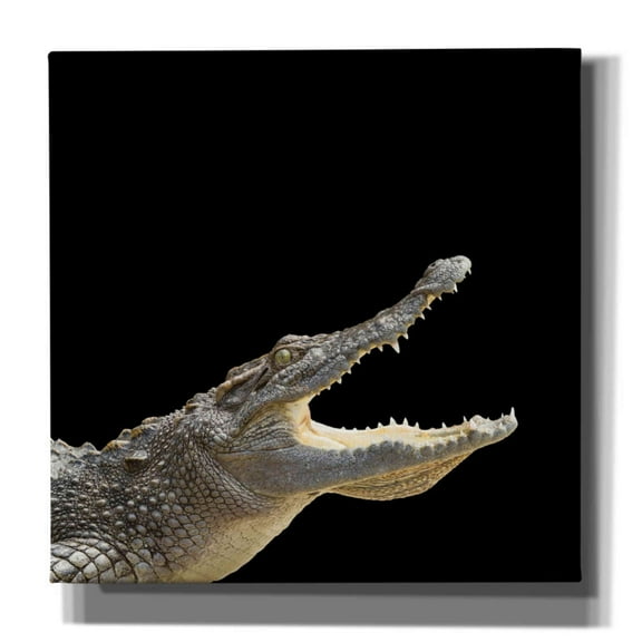 Epic Graffiti 'Gator Games' by Epic Portfolio Giclee Canvas Wall Art, 37"x37"