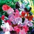 thumbnail image 4 of "Knee High Mix" Sweet Pea Flower Seeds for Planting "Knee High Mix", 25+ Seeds Per Packet Non GMO & Heirloom Seeds, Botanical Name Lathyrus odoratus, Great Home Garden Gift, 4 of 6