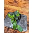 thumbnail image 2 of Aeschynanthus Lipstick Black Pagoda, 4" Plant, The Plant Farm, 2 of 4