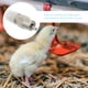 thumbnail image 2 of 2 bebederos prácticos para pollos, de acero inoxidable, con grifo para beber., 2 of 6