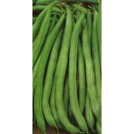 The Dirty Gardener Heirloom Tenderette Stringless Bush Beans - 1 (Best Tasting Stringless Pole Beans)