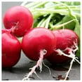 thumbnail image 3 of Everwilde Farms - 1 oz German Giant Radish Seeds - Gold Vault Bulk Seed Packet, 3 of 3