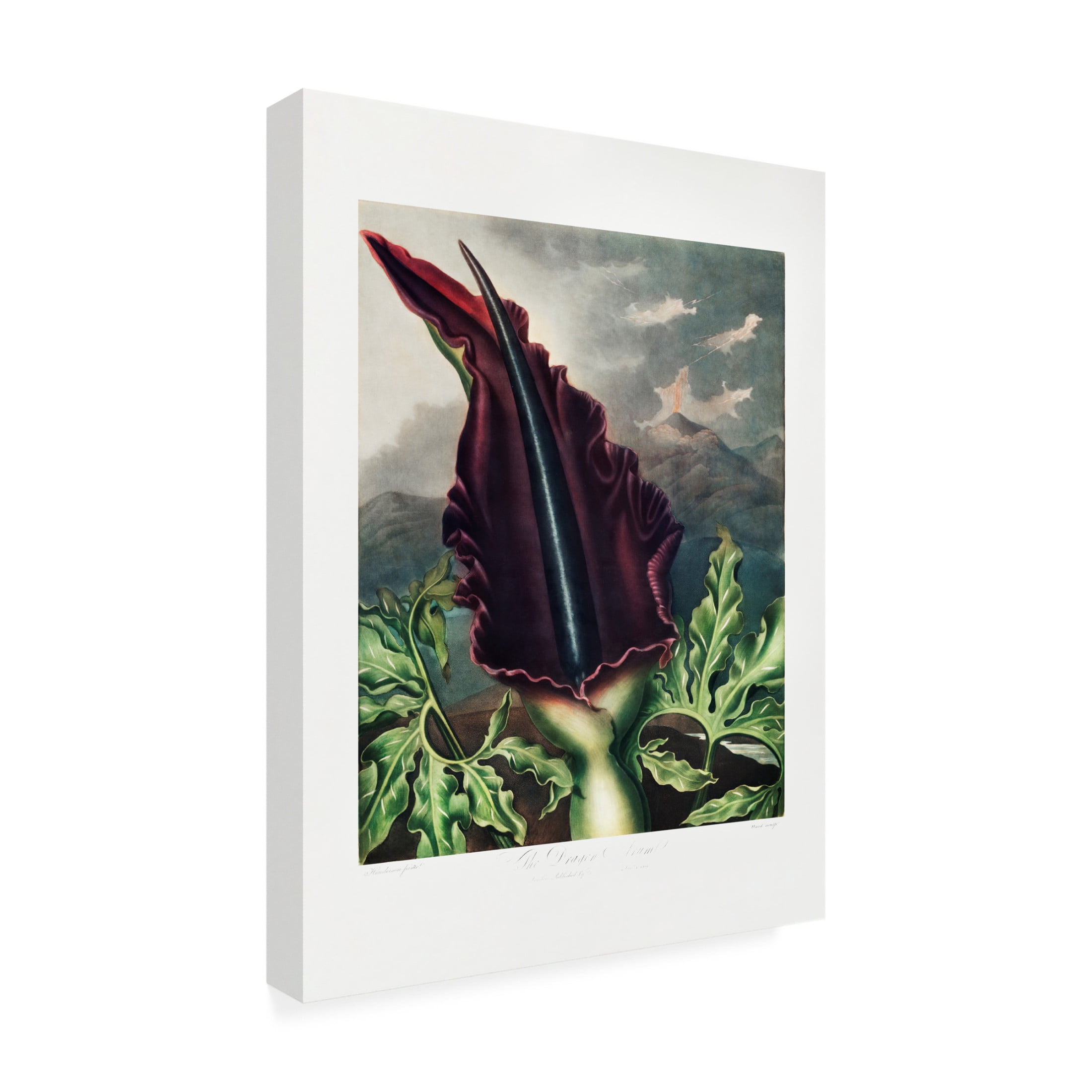 Trademark Fine Art Pictufy  The Dragon Arum from The Temple of Flora 1807 Canvas Wall Art