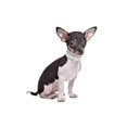 thumbnail image 4 of Mumup Rhinestones Dog Cat Collars with Bell Bling Pet Puppy Collars with Soft Velvet Crystal Collars Girl Jeweled Necklace, 4 of 5